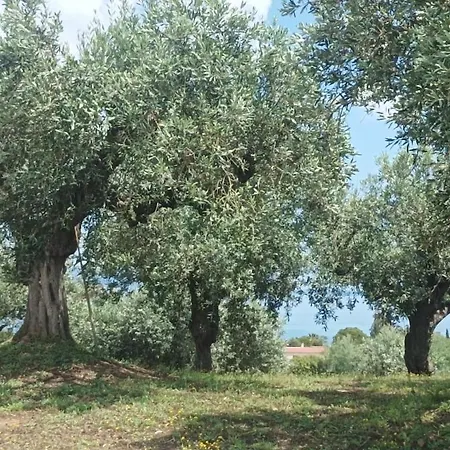 Olive Horizon Asmínion