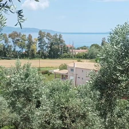 Olive Horizon *