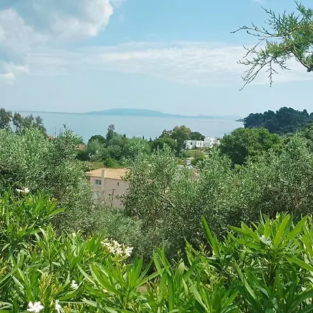 Olive Horizon *
