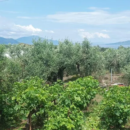 Olive Horizon Asmínion